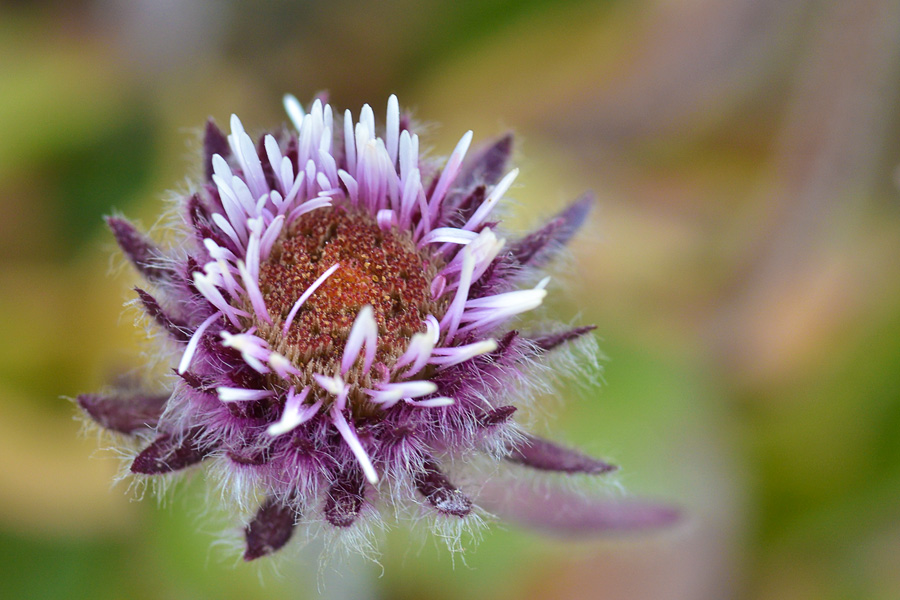 Image of Erigeron lachnocephalus specimen.