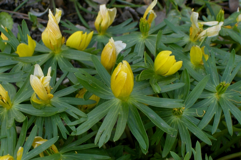 Image of Eranthis hyemalis specimen.