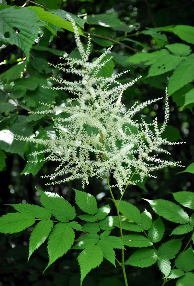 Image of Aruncus sylvestris specimen.