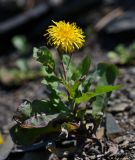 Sonchus arenicola. Цветущее растение. Приморский край, окр. г. Находка, морское побережье между мысами Тунгус и Скалистый, каменистый склон у моря. 19.09.2016.