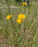 Sonchus arvensis ssp. uliginosus