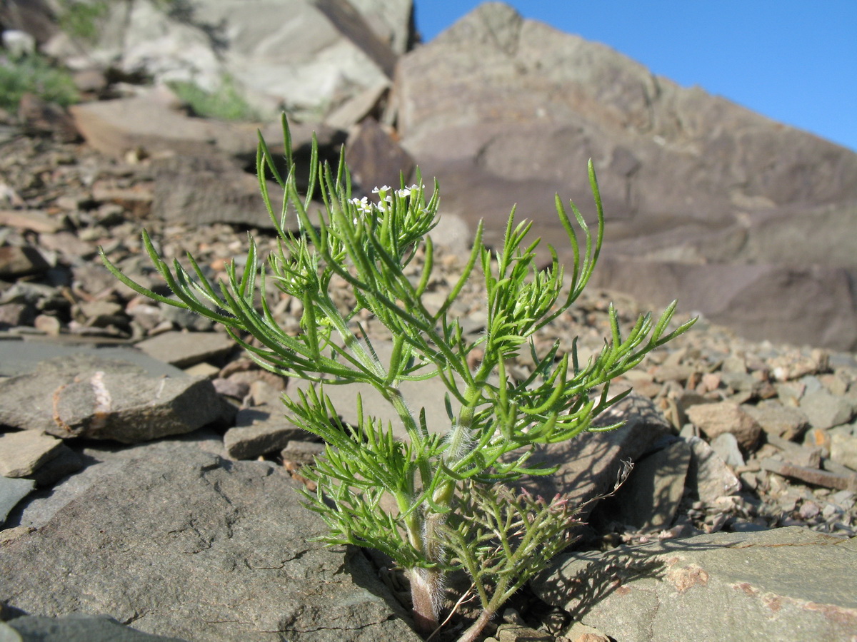 Изображение особи Scandix stellata.