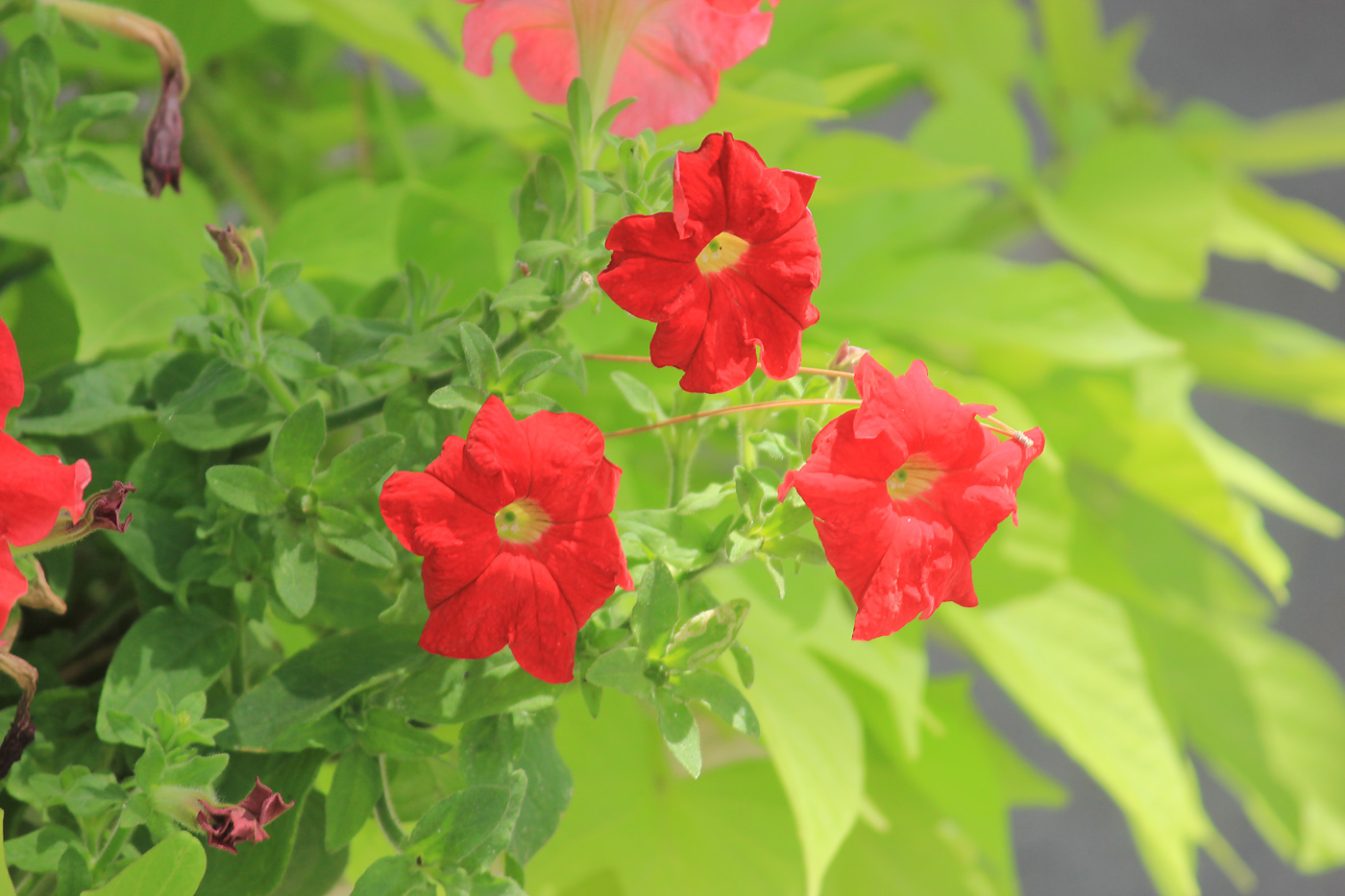Изображение особи Petunia × atkinsiana.
