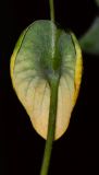 Bupleurum subovatum