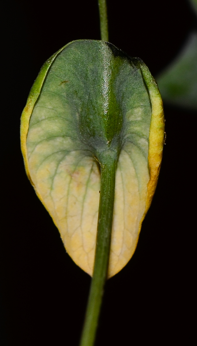 Image of Bupleurum subovatum specimen.