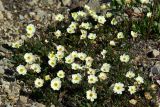 Dryas crenulata