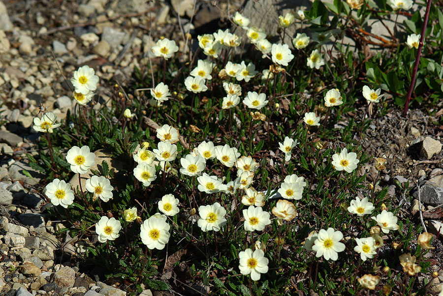 Изображение особи Dryas crenulata.