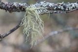 Usnea hirta