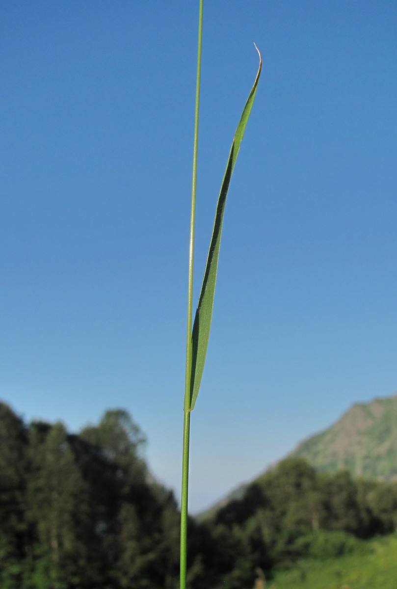 Image of Trisetum flavescens specimen.
