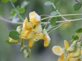 Colutea paulsenii