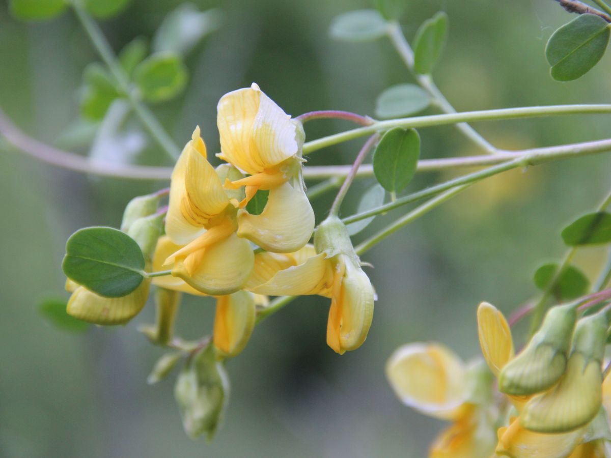 Image of Colutea paulsenii specimen.