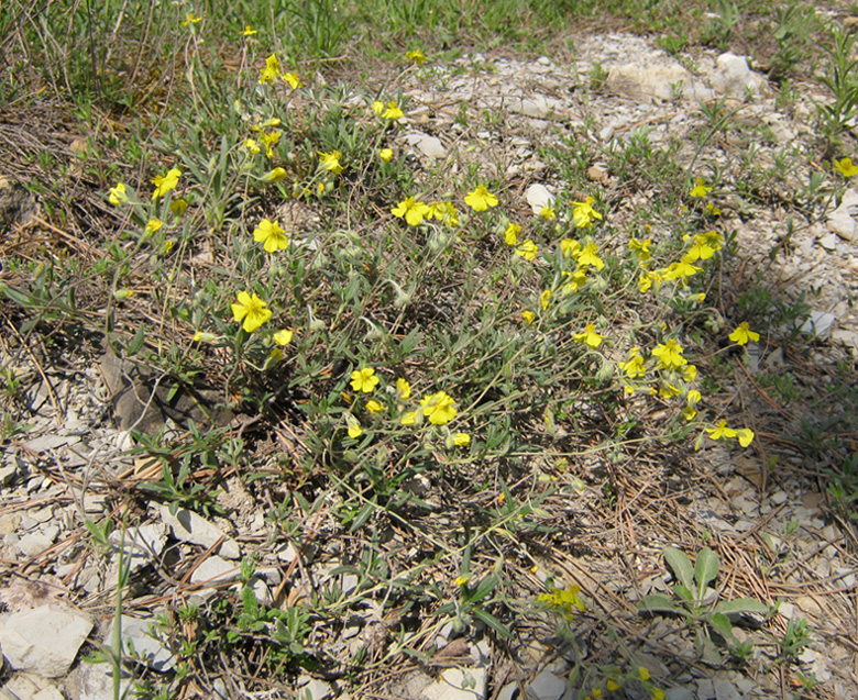 Image of Helianthemum canum specimen.