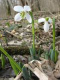 Galanthus caucasicus