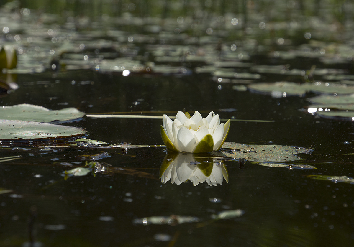 Изображение особи Nymphaea candida.