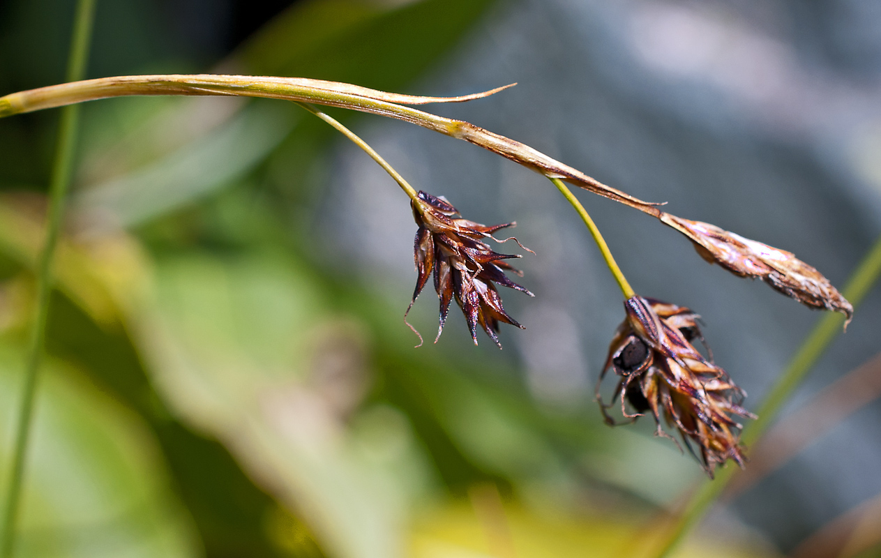 Изображение особи Carex stenocarpa.