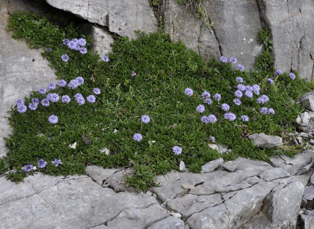 Изображение особи Globularia cordifolia.