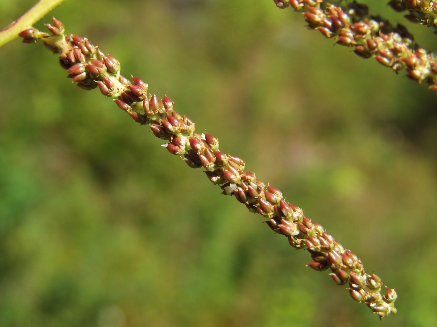 Изображение особи Aruncus dioicus.
