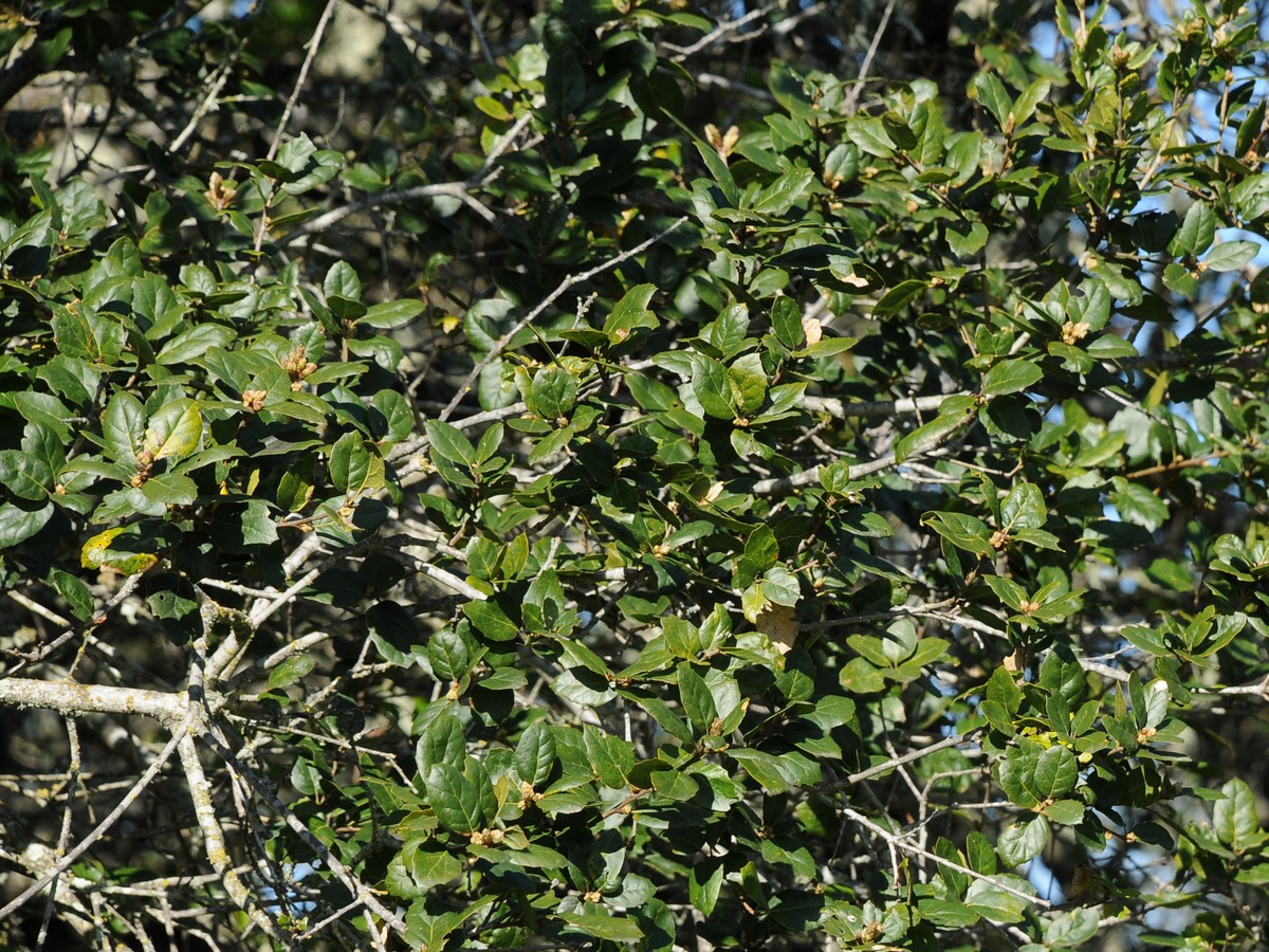 Изображение особи Quercus agrifolia.