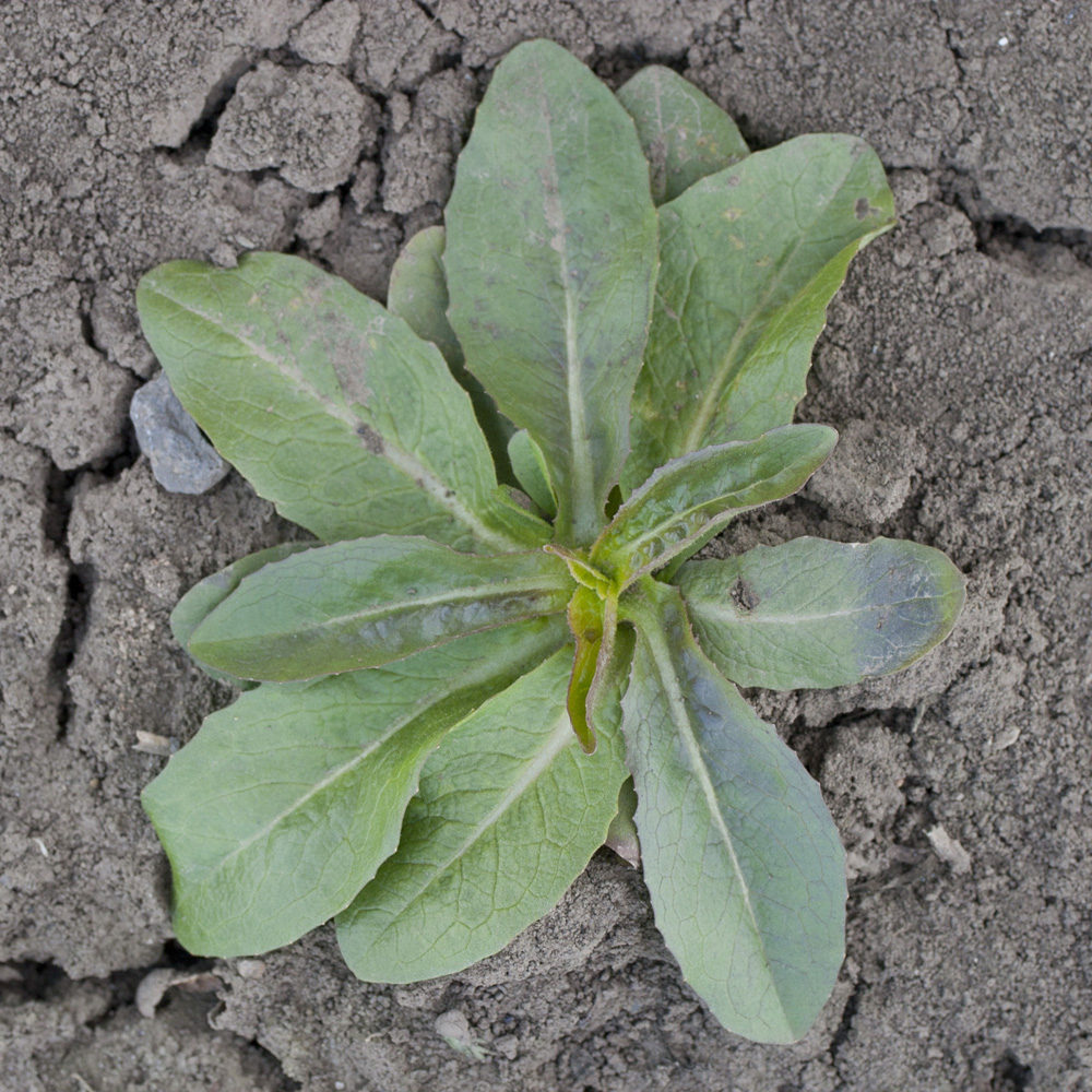 Image of Lactuca serriola specimen.