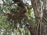 Platycerium bifurcatum. Растение на ветке дерева. Австралия, северо-восточный Квинсленд, окр. пос. Палума (Paluma), дождевой тропический лес. Конец сухого сезона (сезон gurreng). 29.09.2009.
