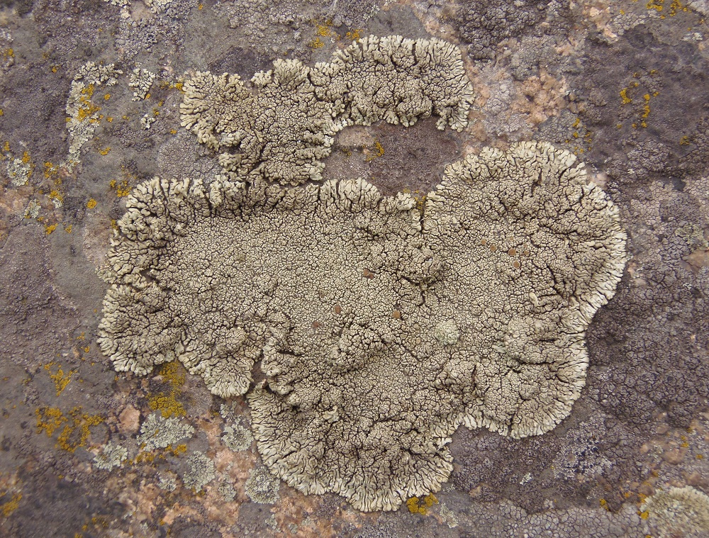 Изображение особи Lecanora muralis.