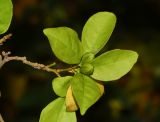 Brunfelsia pauciflora