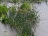 Schoenoplectus lacustris