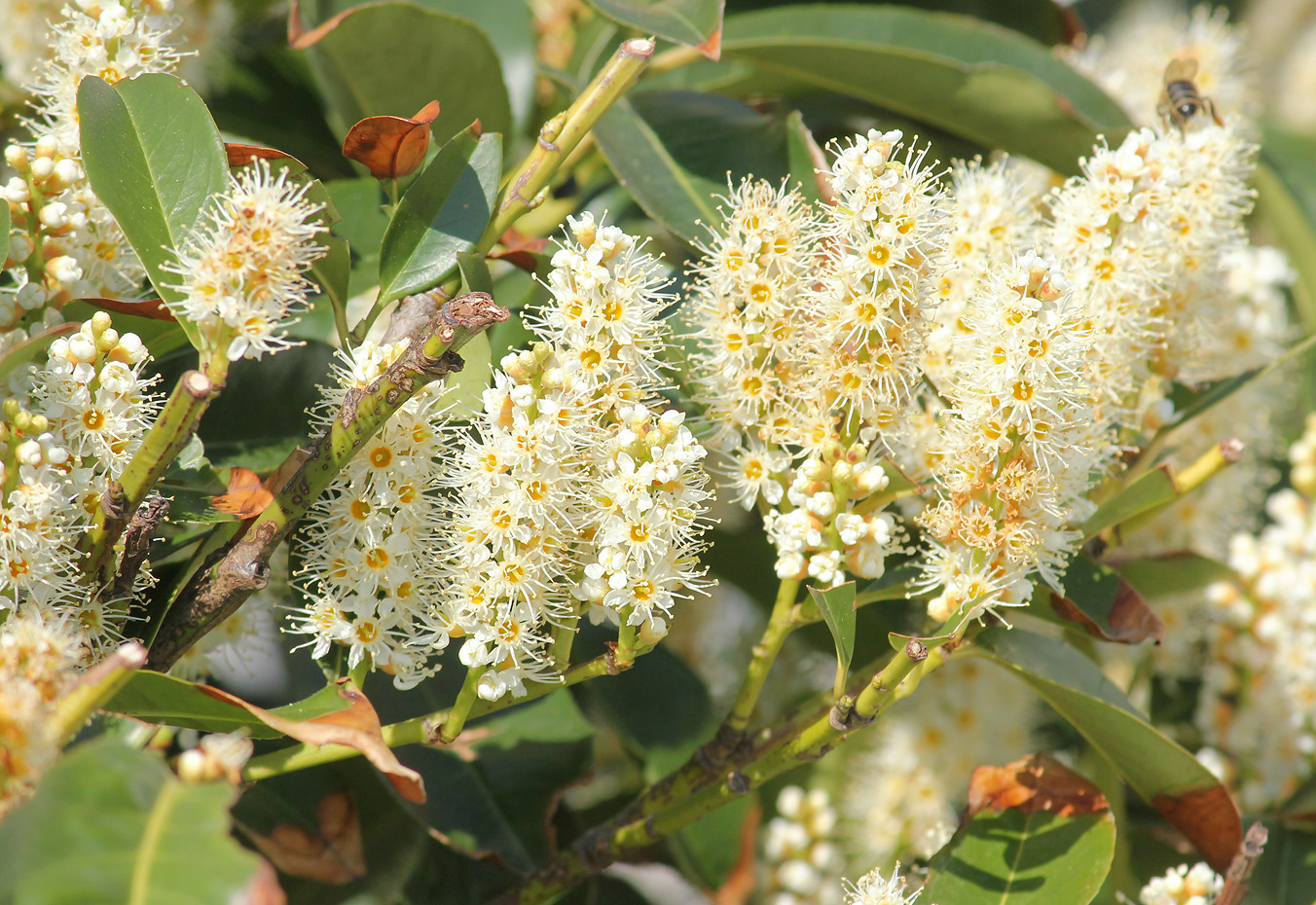 Image of Lauro-cerasus officinalis specimen.