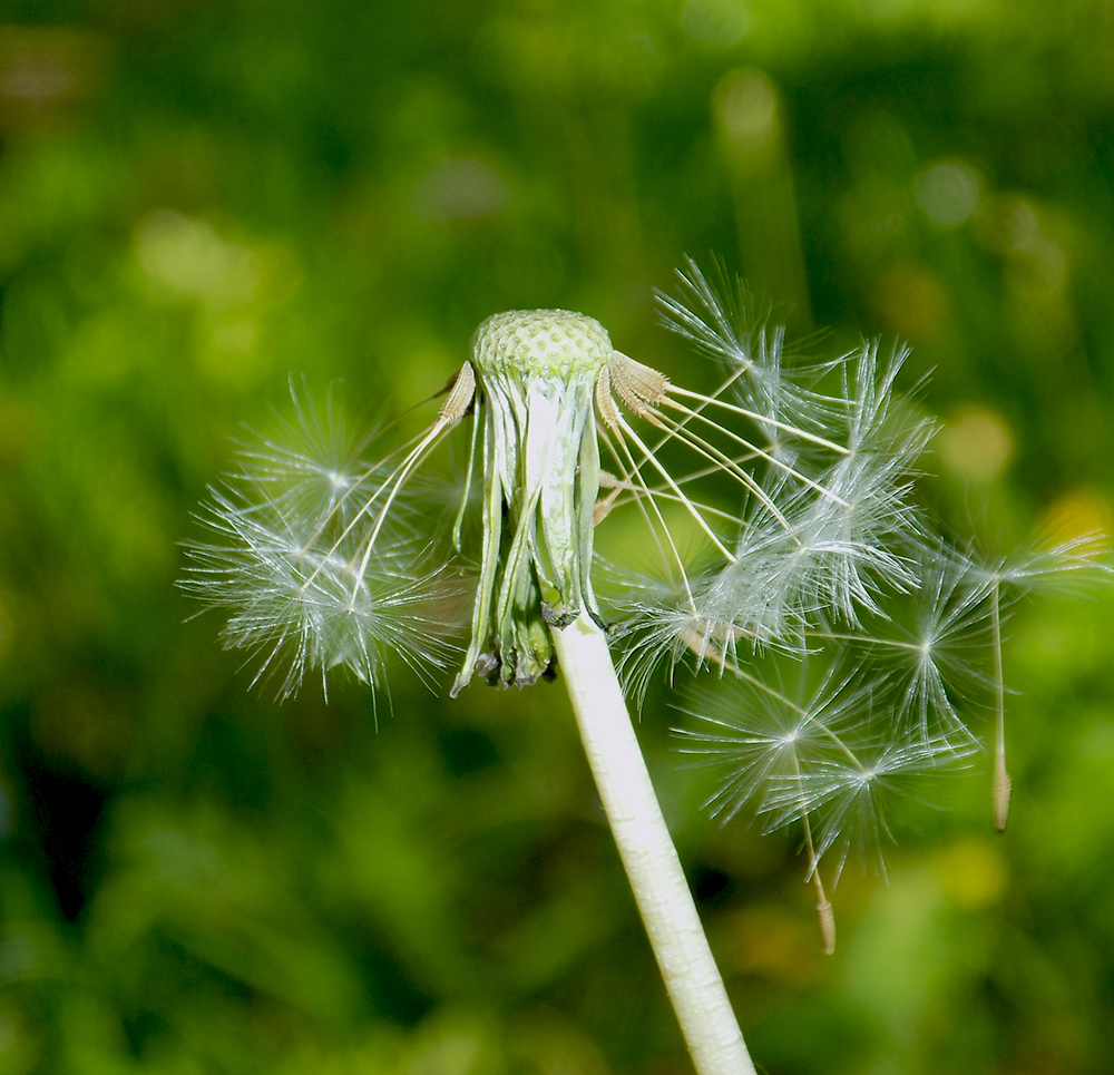 Изображение особи Taraxacum microlobum.