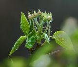 Pyrus communis