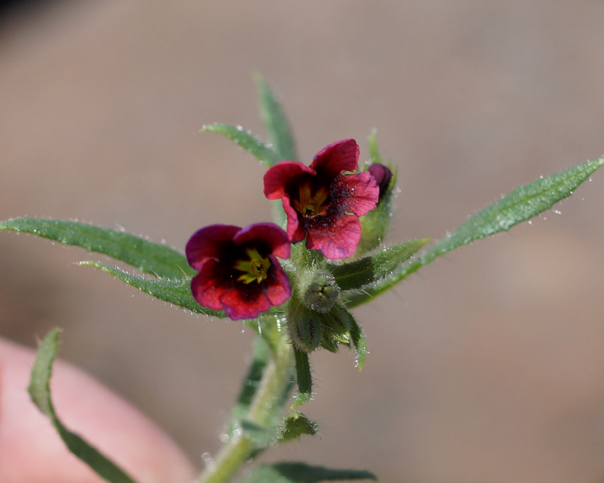 Image of genus Nonea specimen.