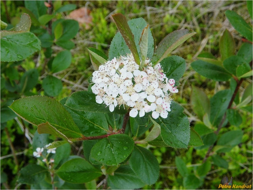 Изображение особи &times; Sorbaronia mitschurinii.