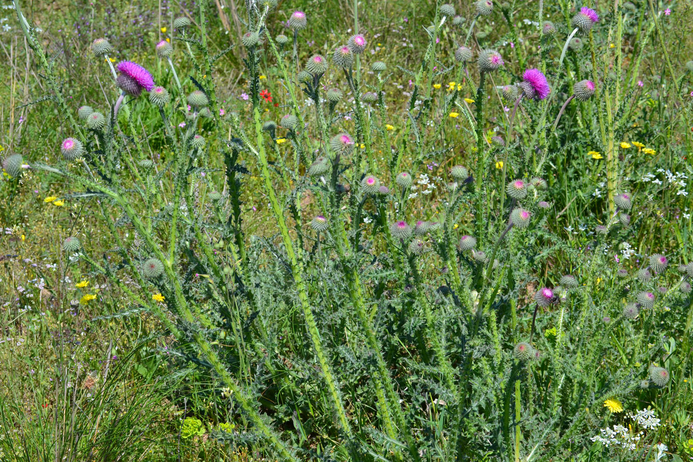 Изображение особи Carduus uncinatus ssp. davisii.