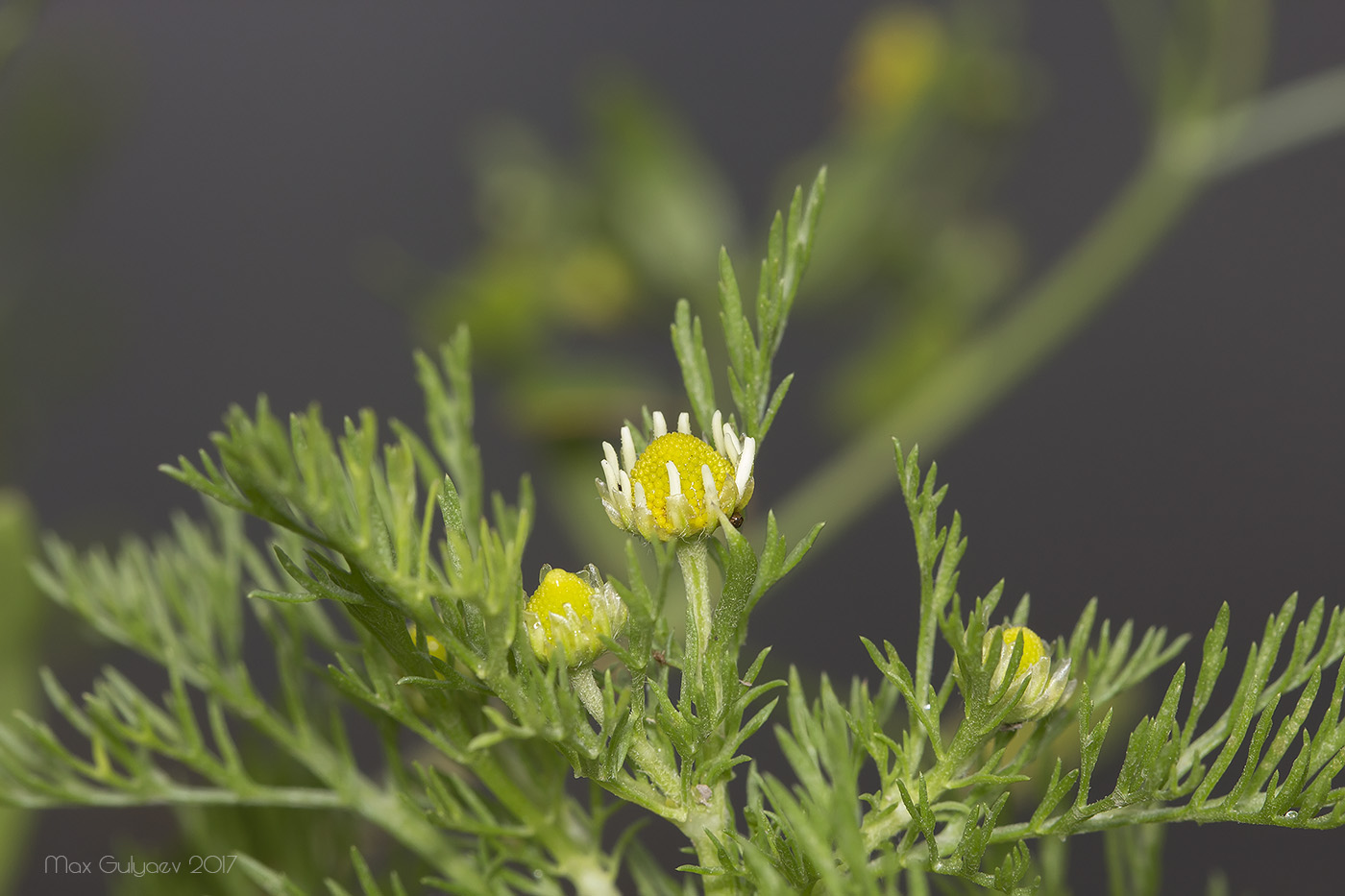 Изображение особи Tripleurospermum inodorum.