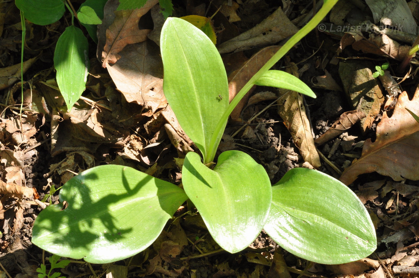 Изображение особи Platanthera densa.