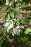 View full-size image Malus prunifolia