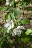 Malus prunifolia. Часть ветви с соцветием. Санкт-Петербург, ботанический сад БИН РАН, в культуре. 07.06.2017.