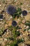 Echinops armatus