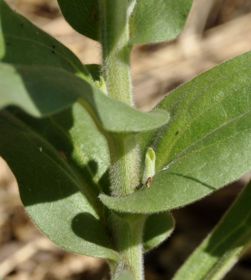 Image of Cynoglossum creticum specimen.