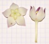 Calotropis procera. Цветки. Израиль, Шарон, г. Тель-Авив, ботанический сад \"Сад кактусов\". 25.07.2017.