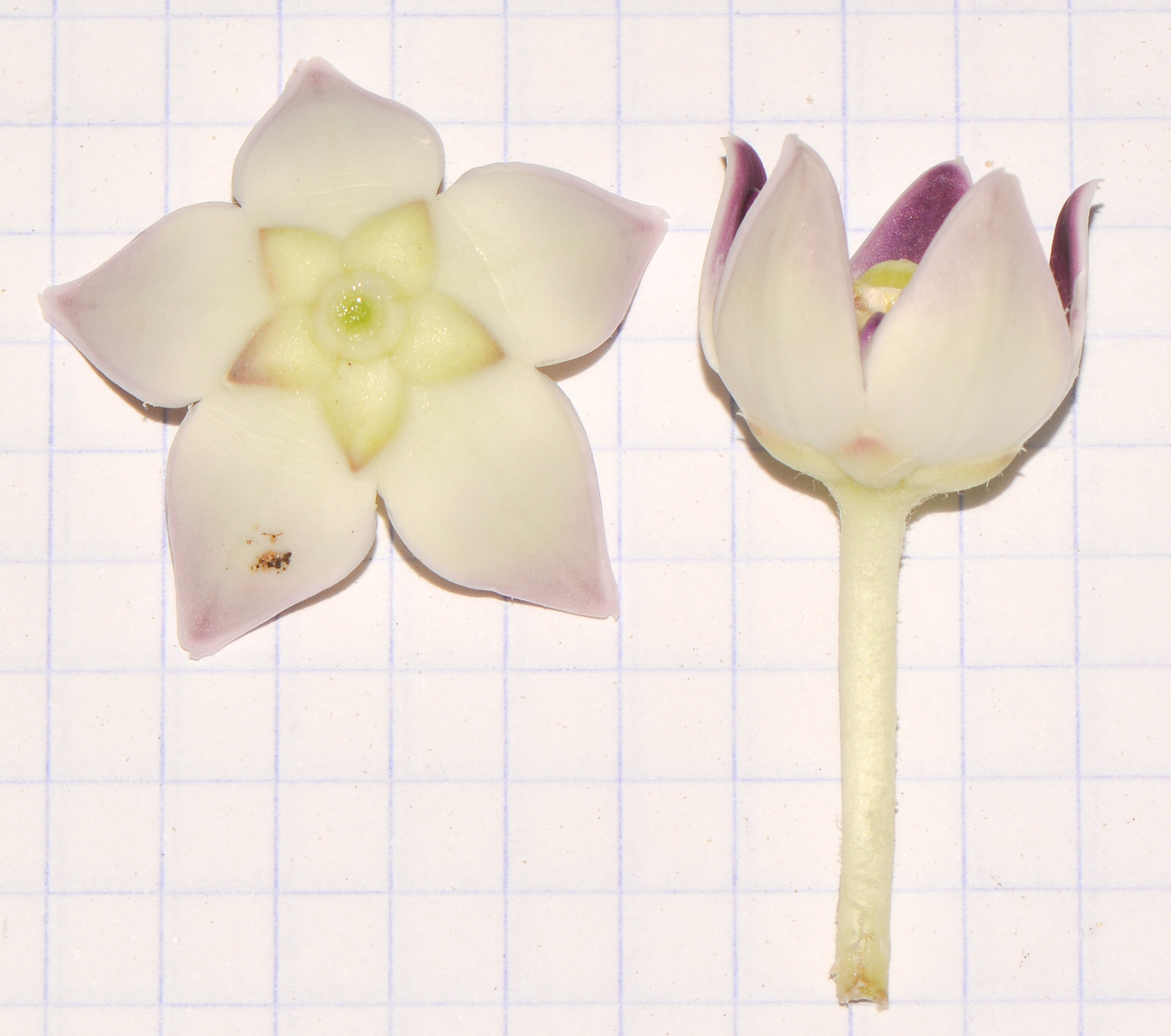 Изображение особи Calotropis procera.