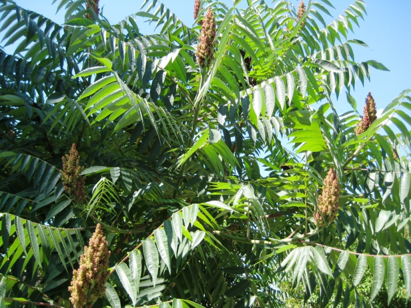 Image of Rhus typhina specimen.