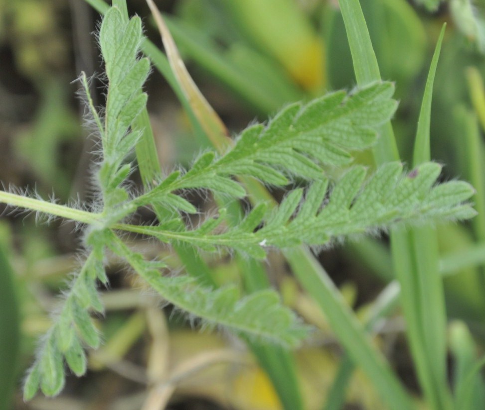 Image of Potentilla laciniosa specimen.