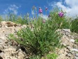 Oxytropis talassica. Цветущее и плодоносящее растение. Южный Казахстан, Таласский Алатау, запов. Аксу-Жабаглы, ущ. Улькен-Каинды, выс. 2100 м н.у.м., обрывистый берег ручья. 15 июля 2017 г.