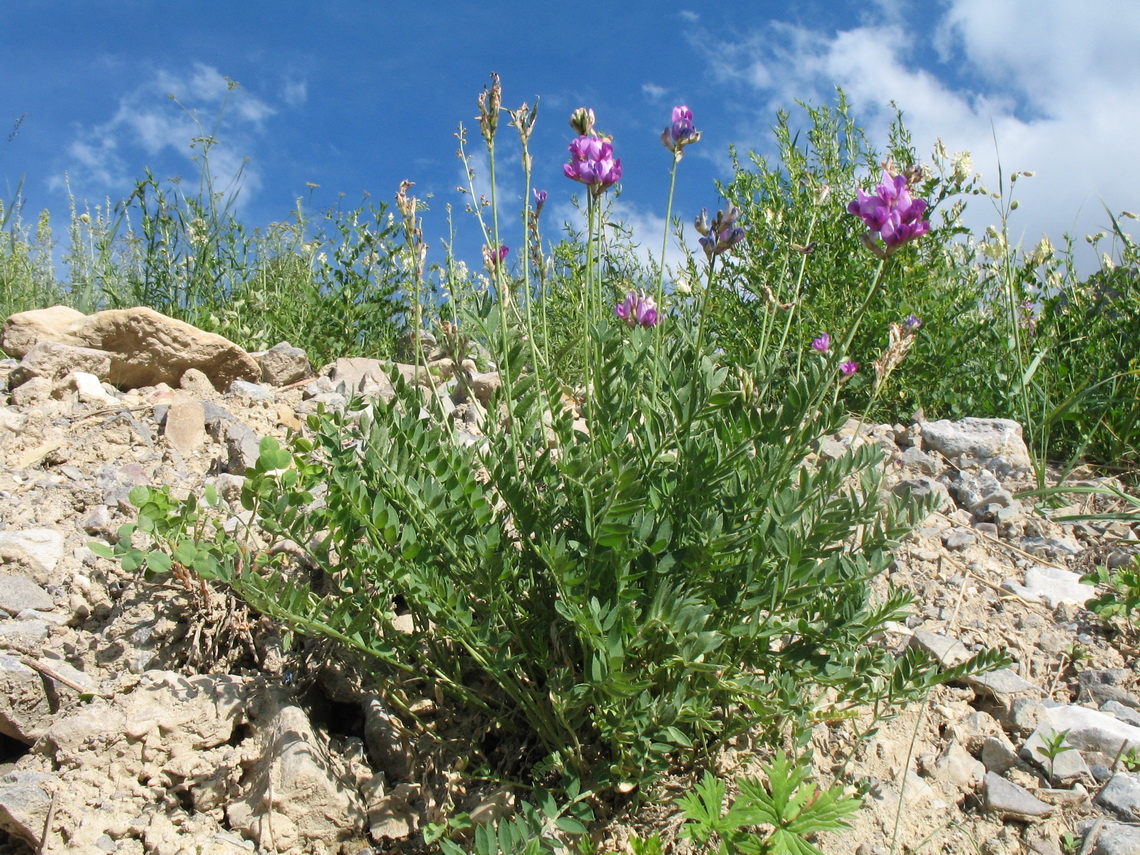 Изображение особи Oxytropis talassica.