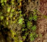 Pogonatum urnigerum. Вегетирующие растения. Северный Урал, Пермский край, обрывистый правый берег р. Язьва в р-не с. Верх-Язьва, под елью. 20 августа 2017 г.