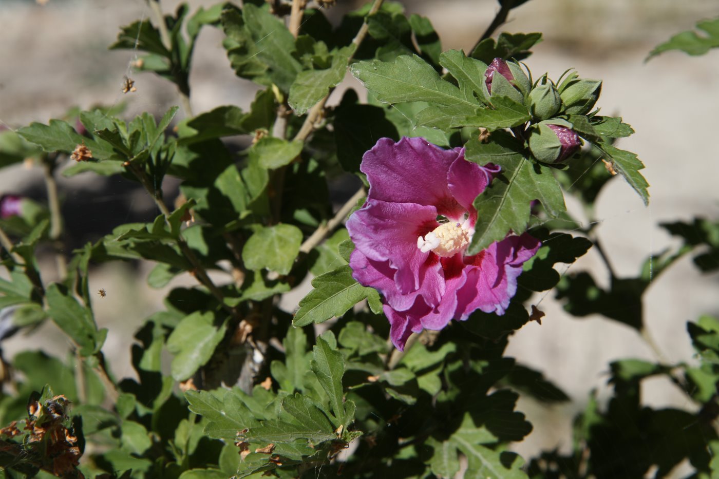 Image of Hibiscus syriacus specimen.
