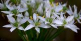 Allium ramosum
