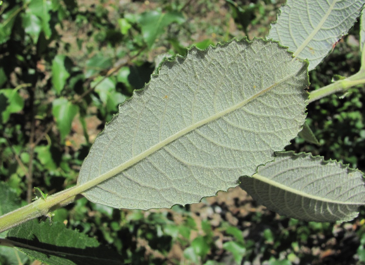 Изображение особи Salix pseudomedemii.