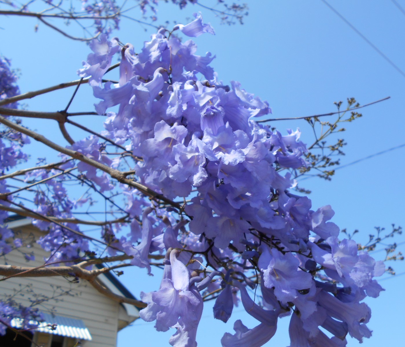 Image of Jacaranda mimosifolia specimen.